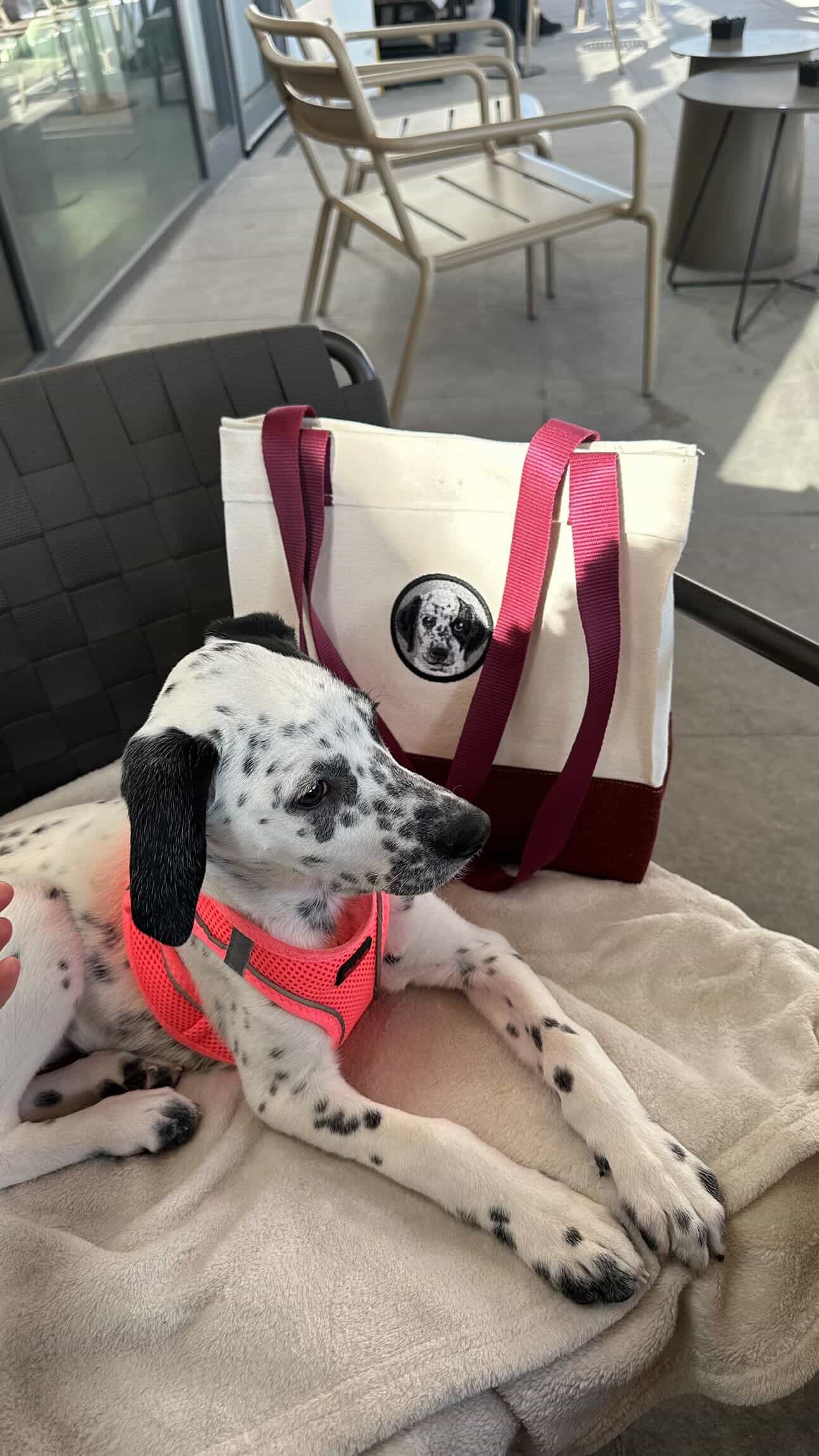 Pet Portre Nakışlı Kahverengi Mini Kanvas Çanta