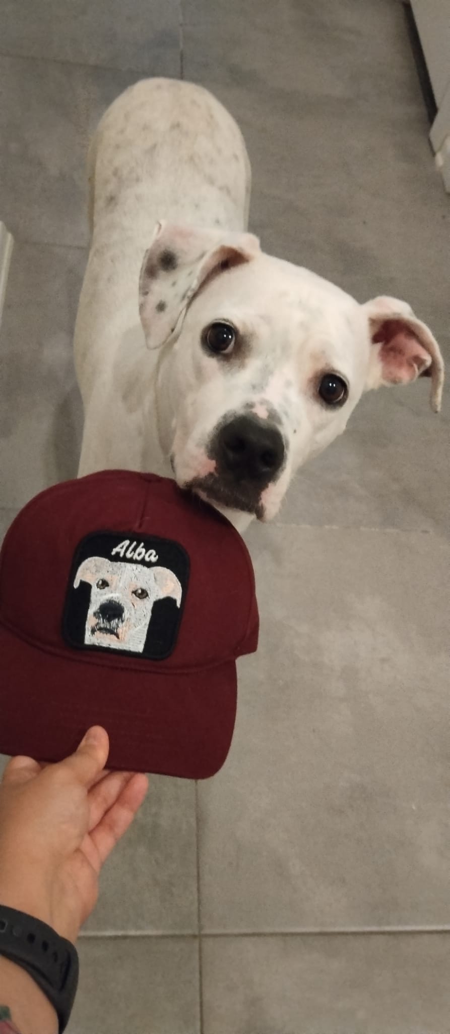 Pet Portre Nakışlı Bordo Cap